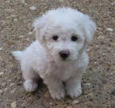 10 Jenis Puppy Lucu dan Menggemaskan!!MASUK GAN! DI JAMIN MAU MELIHARA!!