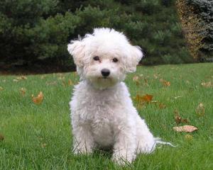 10 Jenis Puppy Lucu dan Menggemaskan!!MASUK GAN! DI JAMIN MAU MELIHARA!!