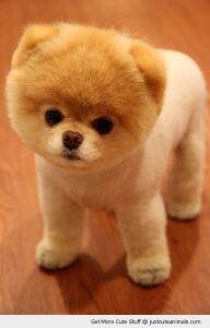10 Jenis Puppy Lucu dan Menggemaskan!!MASUK GAN! DI JAMIN MAU MELIHARA!!