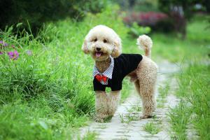 10 Jenis Puppy Lucu dan Menggemaskan!!MASUK GAN! DI JAMIN MAU MELIHARA!!