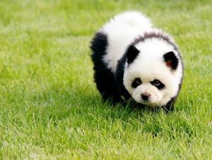 10 Jenis Puppy Lucu dan Menggemaskan!!MASUK GAN! DI JAMIN MAU MELIHARA!!