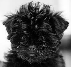 10 Jenis Puppy Lucu dan Menggemaskan!!MASUK GAN! DI JAMIN MAU MELIHARA!!
