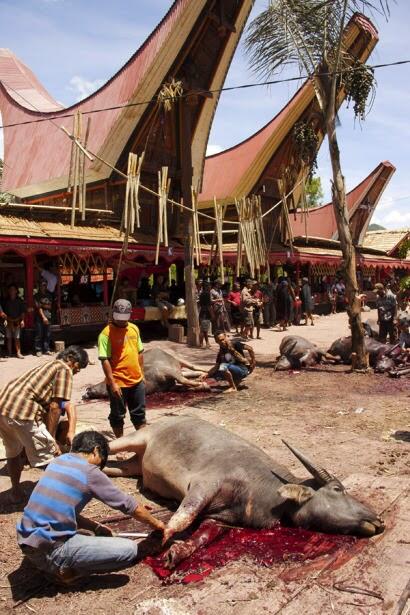 Toraja, Hidup untuk Mewahnya Kematian (Life for a Luxurious Death)