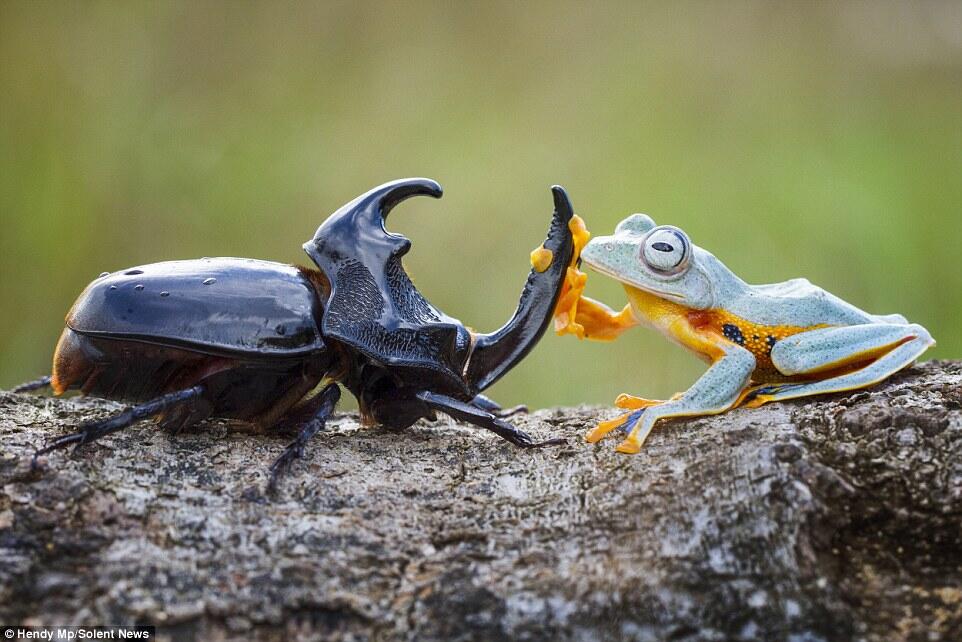 Langka &amp; Keren gan, atraksi rodeo katak menungganggi kumbang 