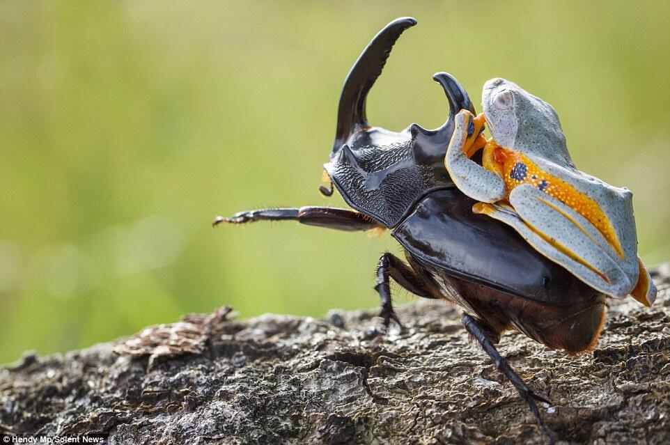 Langka &amp; Keren gan, atraksi rodeo katak menungganggi kumbang 