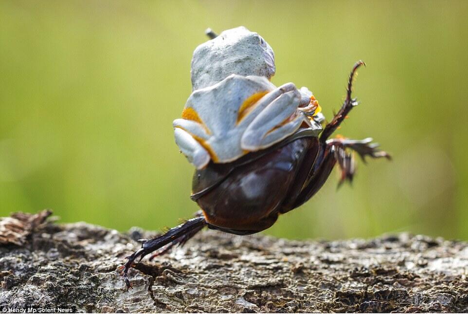 Langka &amp; Keren gan, atraksi rodeo katak menungganggi kumbang 