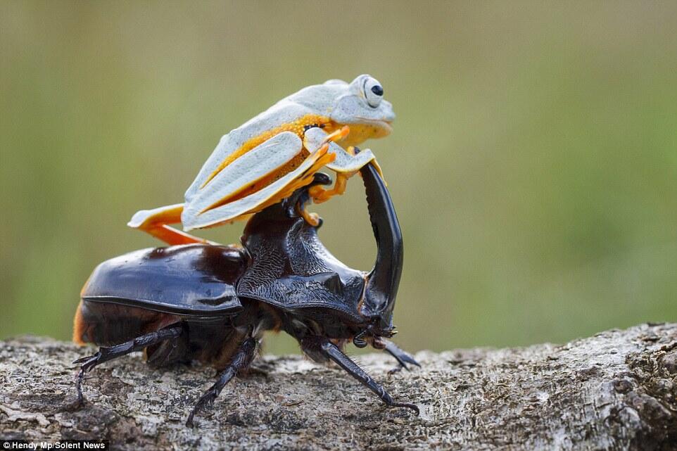 Langka &amp; Keren gan, atraksi rodeo katak menungganggi kumbang 