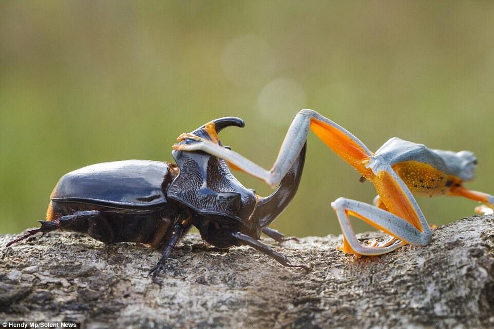 Langka &amp; Keren gan, atraksi rodeo katak menungganggi kumbang 