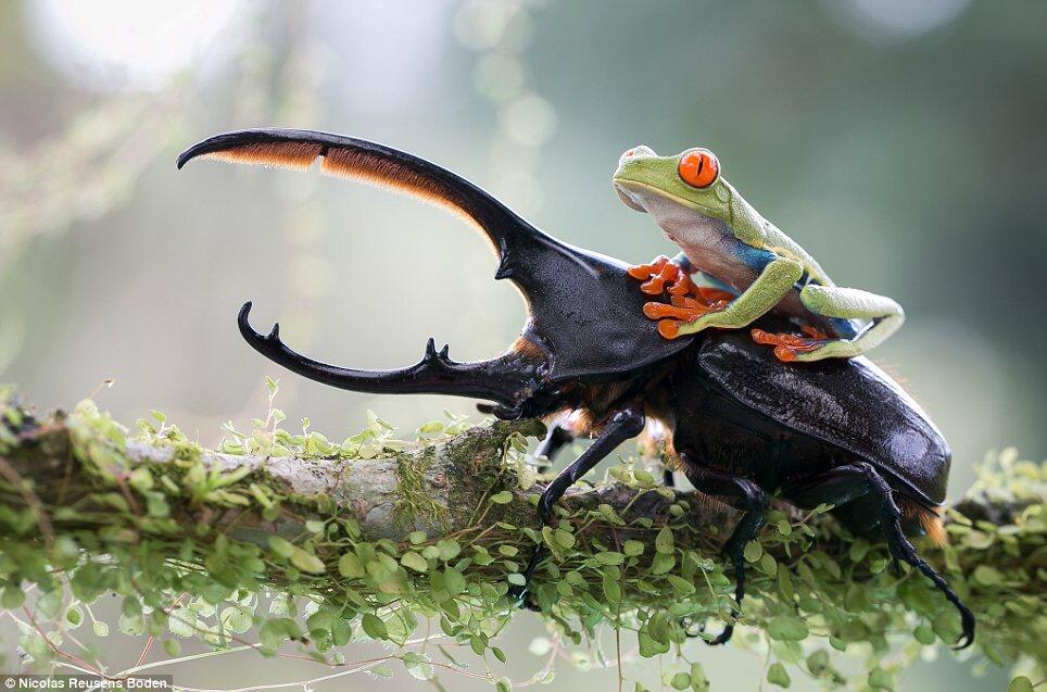 Langka &amp; Keren gan, atraksi rodeo katak menungganggi kumbang 