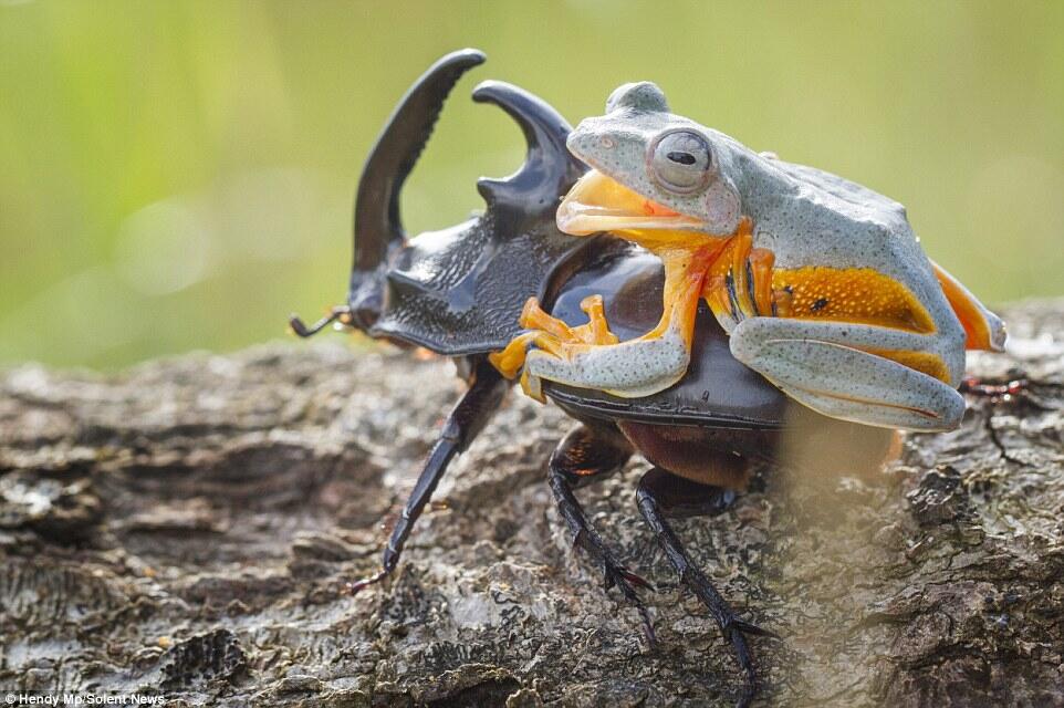 Langka &amp; Keren gan, atraksi rodeo katak menungganggi kumbang 