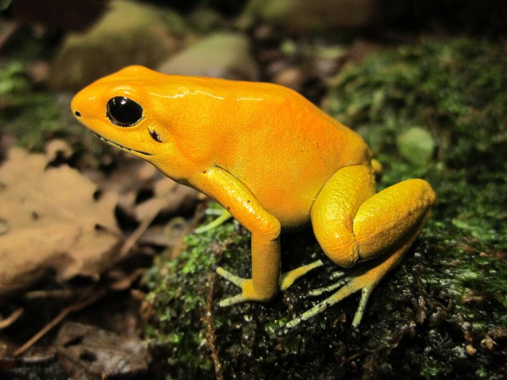 (video) Inilah Katak Paling Mematikan Di Dunia