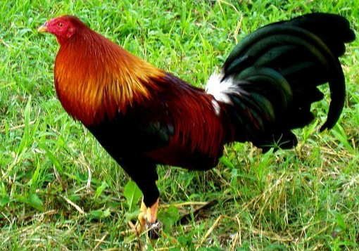 Cara mengetahui setan dan malaikat di sekitar kita