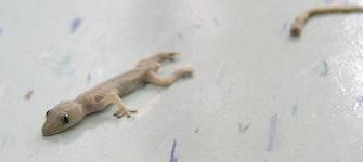 6 Fakta Menarik Tentang Cicak