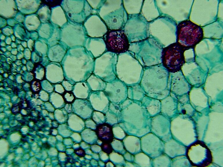 Mikroskop Cahaya Konvensional