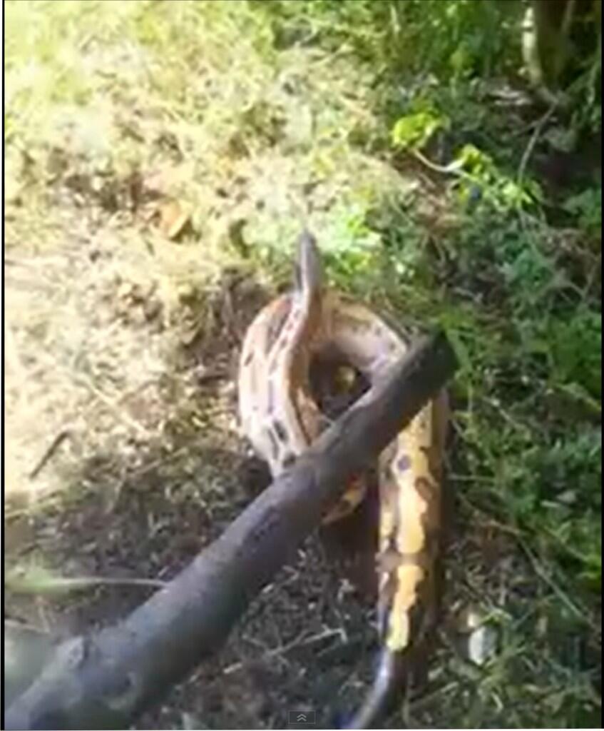 Ular aneh dan langka......