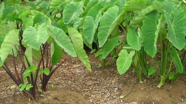 &#91;Beras Mahal&#93; Pilih Makanan Pokok Alternatifnya 