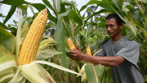 &#91;Beras Mahal&#93; Pilih Makanan Pokok Alternatifnya 