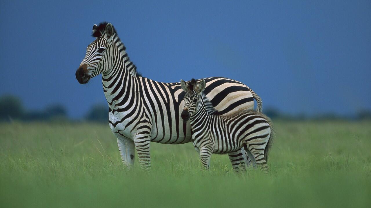 Agan tahu gak, Kenapa Bulu Zebra Belang-Belang?