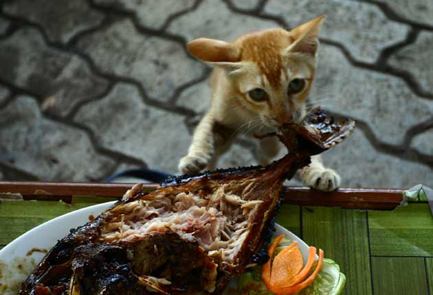 10 Bayi Hewan Paling Gemesin