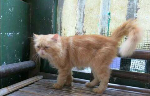 Kucing Persia Peaknose