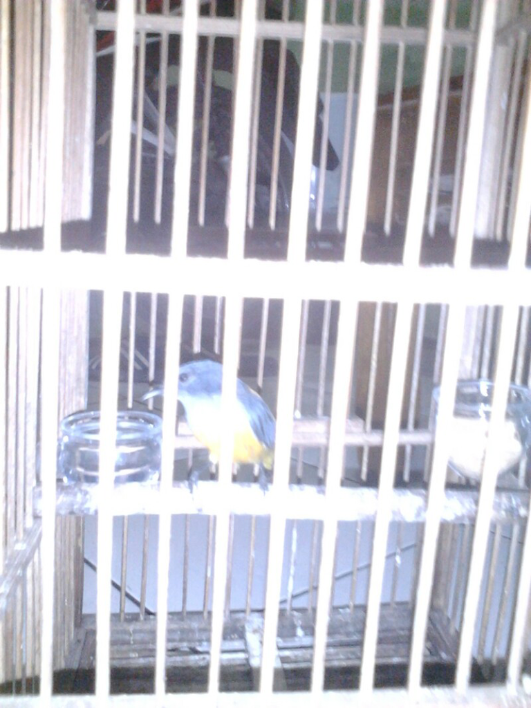 ada yang tau jenis burung apa ini
(Mohon PencerahanNy)