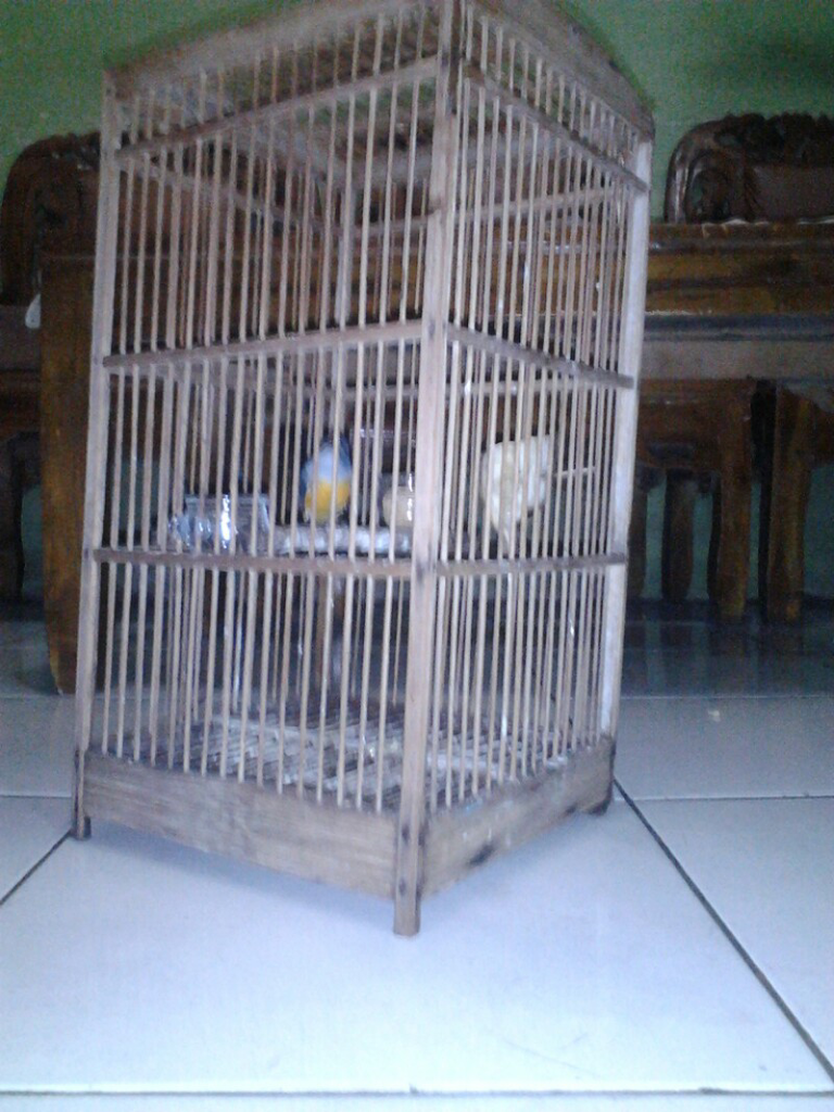 ada yang tau jenis burung apa ini
(Mohon PencerahanNy)