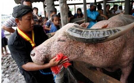 Misteri Tentang Kebo Bule di Keraton Solo
