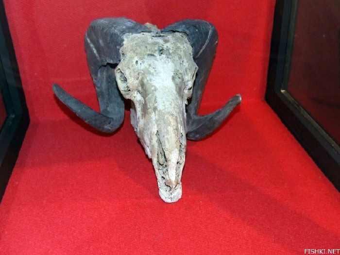 Kuntskamera, Museum paling menyeramkan di Rusia