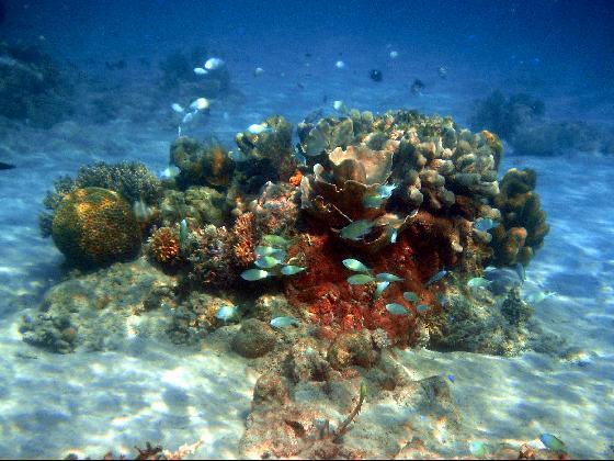 Indah nya Pulau Moyo Surga terpendam Di Sumbawa