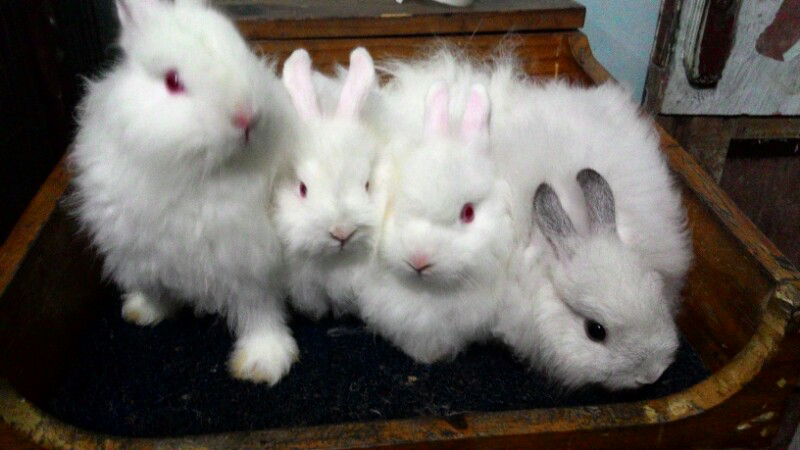 Kelinci Mini Lucu Imut, Jersey Wooly