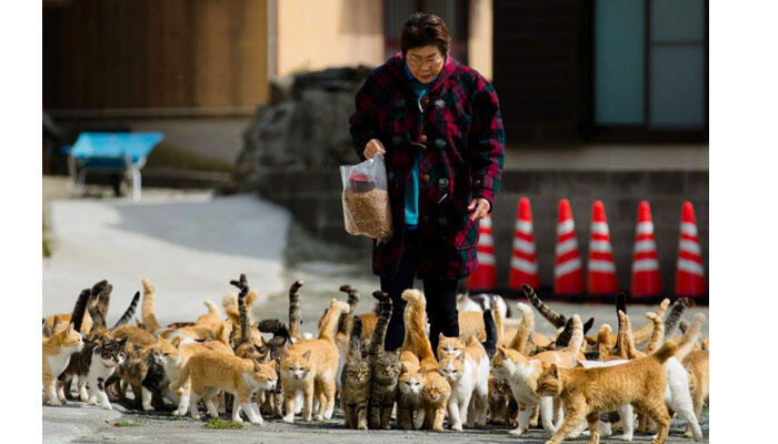 Dimana Populasi Kucing Lebih Banyak Dibanding Manusia