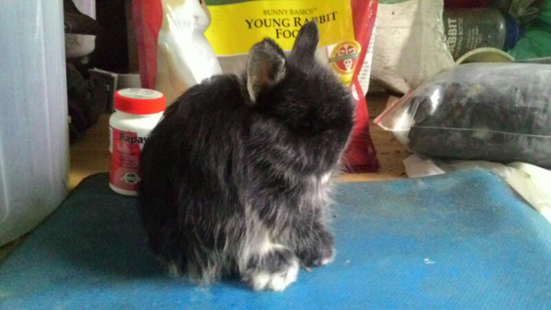 Kelinci Mini Lucu Imut, Jersey Wooly