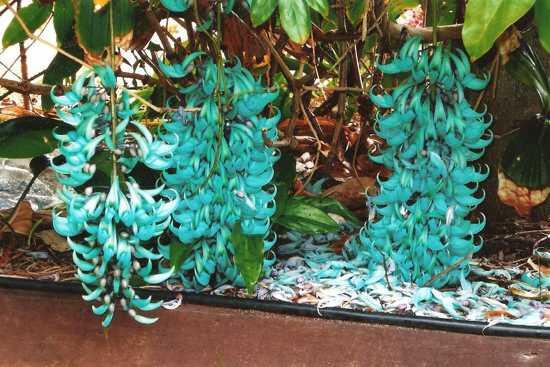10 Bunga Paling Langka di Dunia