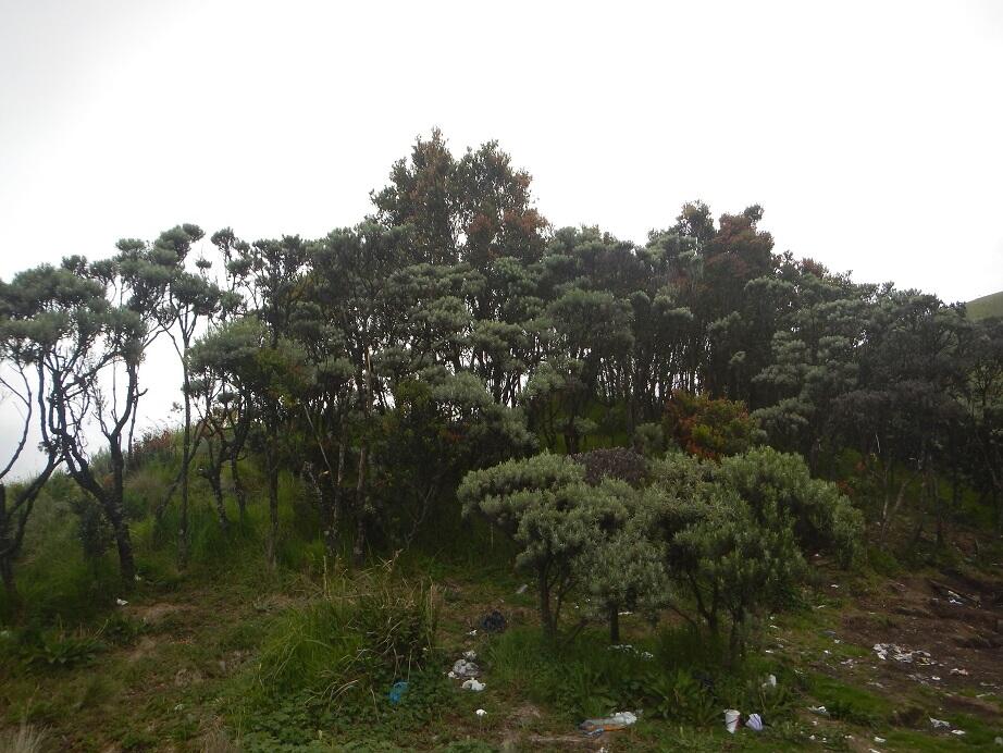 &#91;CATPER&#93; Malam yang Slow di Merbabu Jalur Selo (24 - 26 Februari 2015)