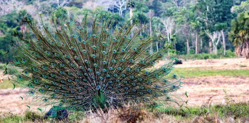 Keindahan Dibalik Keangkeran Alas Purwo 