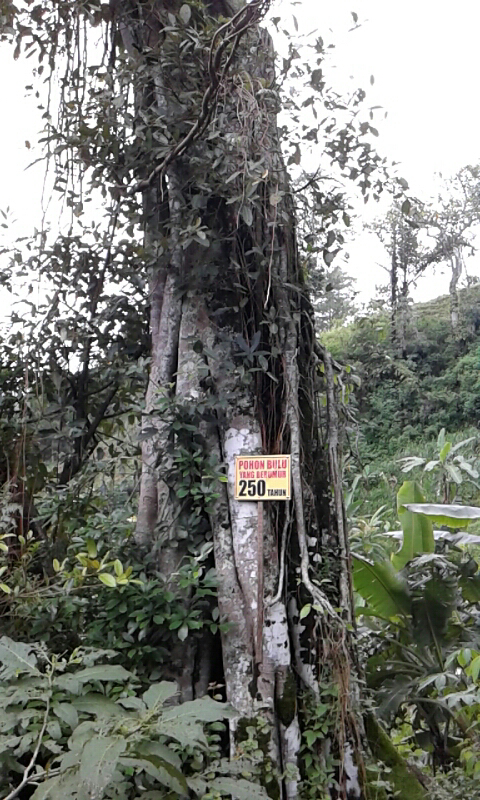 pesona alam batu jonggol ngawi