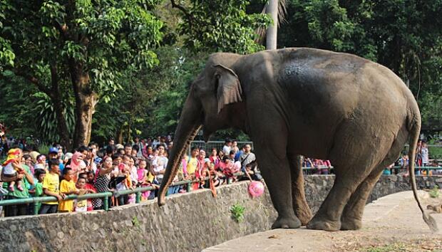 &#91;RIP&#93; Simalakama Di balik Jeruji Kebun Binatang