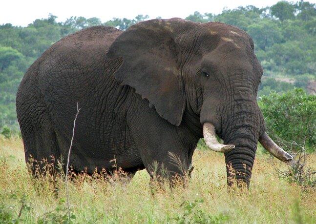 &#91;RIP&#93; Simalakama Di balik Jeruji Kebun Binatang