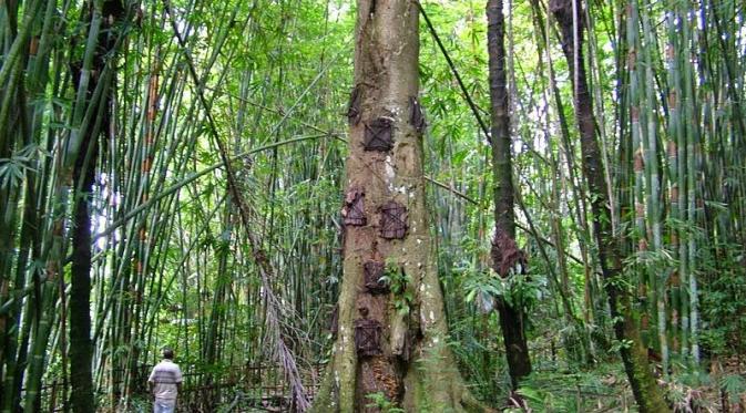 (thread weekend)3 Ritual Penguburan Khas Tana Toraja, Sulawesi Selatan