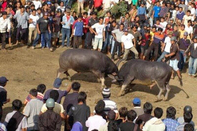 (thread weekend)3 Ritual Penguburan Khas Tana Toraja, Sulawesi Selatan