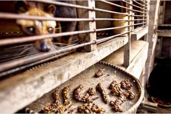 &#91;RIP&#93; Dilihat dari sejarah, Luwak Itu Teman, Bukan Tawanan!