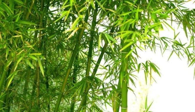 Beberapa Tanaman yang Cocok Ditanam di Halaman