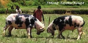 (thread weekend)3 Ritual Penguburan Khas Tana Toraja, Sulawesi Selatan