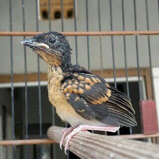 MURAI PERMATA BIRD FARM MPBF) , Ternak Murai Batu Medan khusus Ekor Panjang