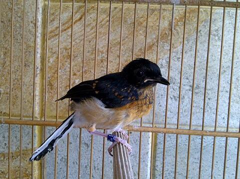 MURAI PERMATA BIRD FARM MPBF) , Ternak Murai Batu Medan khusus Ekor Panjang