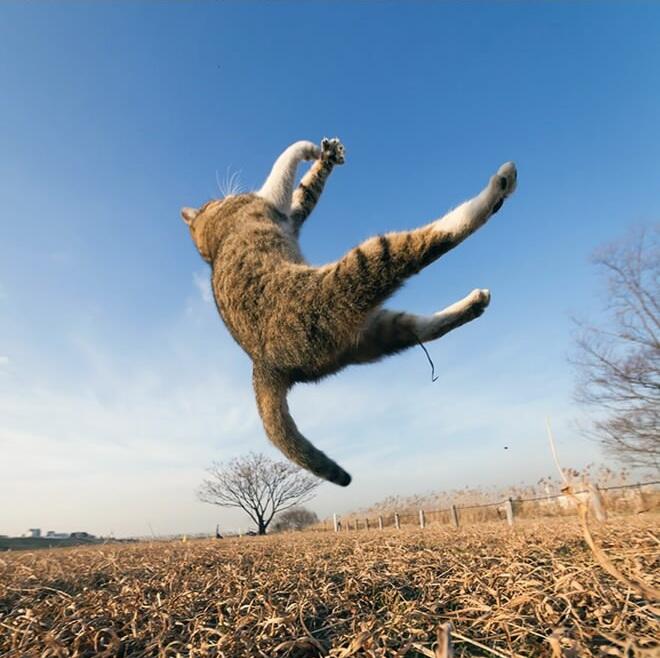 &#91;KREATIF&#93; Foto-Foto Lucu Kucing &quot;Terbang&quot;
