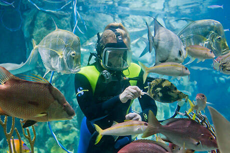 Mengunjungi Shedd Aquarium, Aquarium Dalam Gedung Terbesar Di Dunia