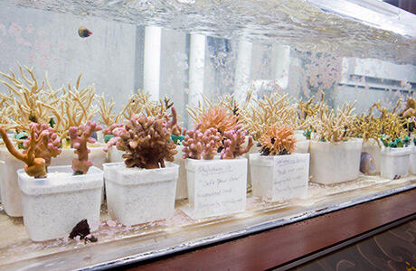 Mengunjungi Shedd Aquarium, Aquarium Dalam Gedung Terbesar Di Dunia