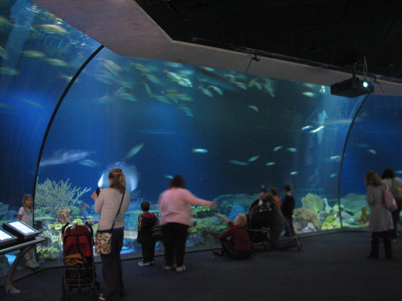 Mengunjungi Shedd Aquarium, Aquarium Dalam Gedung Terbesar Di Dunia