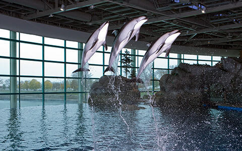 Mengunjungi Shedd Aquarium, Aquarium Dalam Gedung Terbesar Di Dunia